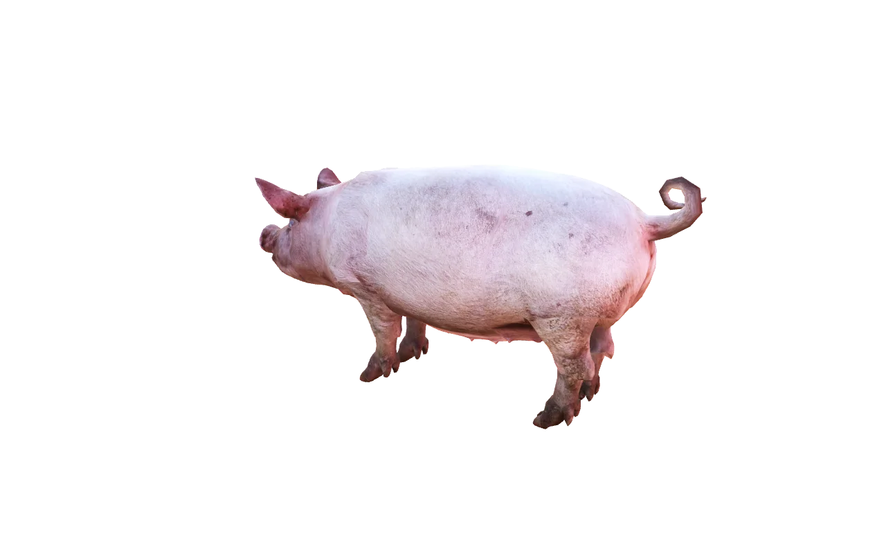 Realistic Pig over Calico's Cat