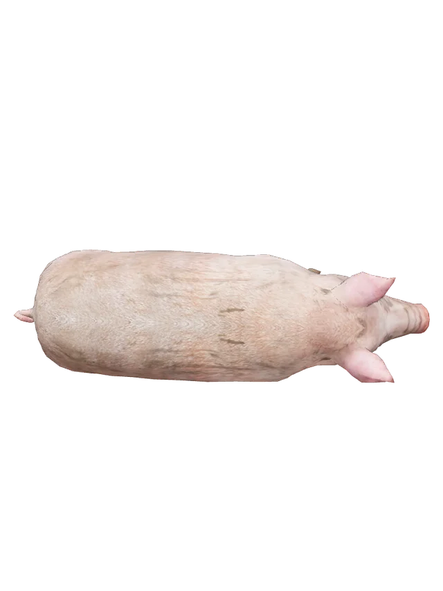 Bridge Pig