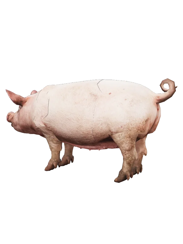 Realistic Pig over Calico's Cat