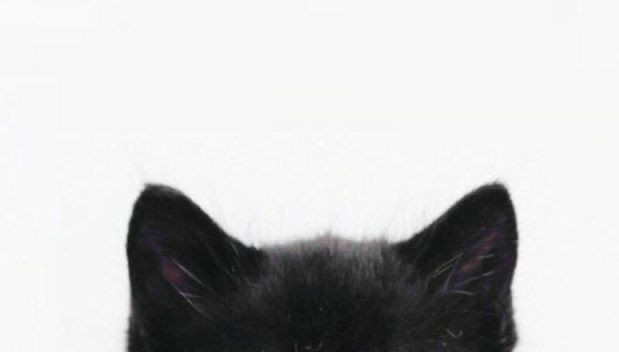 Cat backgrounds
