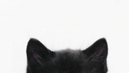Cat backgrounds